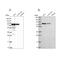 G Protein Nucleolar 1 (Putative) antibody, PA5-60333, Invitrogen Antibodies, Western Blot image 