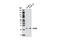 RAB38, Member RAS Oncogene Family antibody, 9688S, Cell Signaling Technology, Western Blot image 
