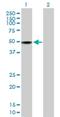 RNA Binding Motif Protein 41 antibody, H00055285-B01P, Novus Biologicals, Western Blot image 