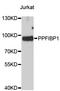 KIAA1230 antibody, STJ26577, St John