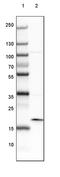 ADP Ribosylation Factor Like GTPase 2 Binding Protein antibody, PA5-60227, Invitrogen Antibodies, Western Blot image 