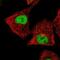 Zinc Finger Protein 444 antibody, NBP2-33802, Novus Biologicals, Immunofluorescence image 