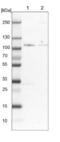 Zinc Finger BED-Type Containing 4 antibody, NBP2-13531, Novus Biologicals, Western Blot image 