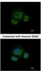 Carbohydrate Sulfotransferase 7 antibody, NBP2-15897, Novus Biologicals, Immunofluorescence image 