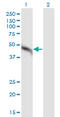 Mitogen-Activated Protein Kinase Kinase 2 antibody, LS-C197998, Lifespan Biosciences, Western Blot image 