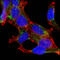 Alpha-Methylacyl-CoA Racemase antibody, abx015770, Abbexa, Enzyme Linked Immunosorbent Assay image 