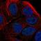 Target Of EGR1, Exonuclease antibody, NBP2-49587, Novus Biologicals, Immunofluorescence image 