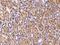 Cysteine Rich Secretory Protein LCCL Domain Containing 2 antibody, 200655-T08, Sino Biological, Immunohistochemistry frozen image 