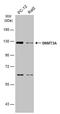 DNA Methyltransferase 3 Alpha antibody, PA5-77945, Invitrogen Antibodies, Western Blot image 