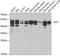 Interleukin Enhancer Binding Factor 2 antibody, A04443, Boster Biological Technology, Western Blot image 