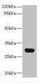 C1q And TNF Related 6 antibody, CSB-PA874831EA01HU, Cusabio, Western Blot image 