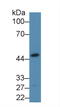Aldolase, Fructose-Bisphosphate A antibody, LS-C292713, Lifespan Biosciences, Western Blot image 