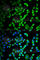 Serpin Family H Member 1 antibody, A2517, ABclonal Technology, Immunofluorescence image 