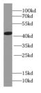 Hemoglobin Subunit Theta 1 antibody, FNab03776, FineTest, Western Blot image 