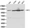 Sirtuin 1 antibody, orb129742, Biorbyt, Western Blot image 