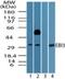 Epstein-Barr Virus Induced 3 antibody, PA5-23228, Invitrogen Antibodies, Western Blot image 