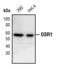 Oxidative Stress Responsive Kinase 1 antibody, PA5-17297, Invitrogen Antibodies, Western Blot image 