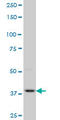 PDZ Binding Kinase antibody, LS-C133782, Lifespan Biosciences, Western Blot image 