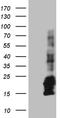 Coiled-Coil-Helix-Coiled-Coil-Helix Domain Containing 10 antibody, TA811798S, Origene, Western Blot image 