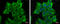 Dishevelled Segment Polarity Protein 2 antibody, GTX111156, GeneTex, Immunofluorescence image 