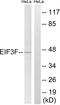 Eukaryotic Translation Initiation Factor 3 Subunit F antibody, A30682, Boster Biological Technology, Western Blot image 