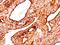 Keratin 8 antibody, GTX34667, GeneTex, Immunohistochemistry paraffin image 