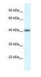 POU Class 4 Homeobox 3 antibody, NBP1-82384, Novus Biologicals, Western Blot image 