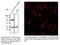 RAB8A, Member RAS Oncogene Family antibody, AB3176-200, SICGEN, Immunofluorescence image 