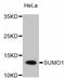 Small Ubiquitin Like Modifier 1 antibody, abx125398, Abbexa, Western Blot image 