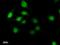 Twist Family BHLH Transcription Factor 1 antibody, LS-C342433, Lifespan Biosciences, Immunofluorescence image 