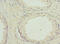 Glycogen Phosphorylase B antibody, CSB-PA10065A0Rb, Cusabio, Immunohistochemistry frozen image 
