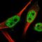 WIZ Zinc Finger antibody, HPA022923, Atlas Antibodies, Immunofluorescence image 