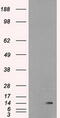 Inhibitor Of DNA Binding 2 antibody, M00417, Boster Biological Technology, Western Blot image 