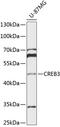 CAMP Responsive Element Binding Protein 3 antibody, 15-083, ProSci, Western Blot image 