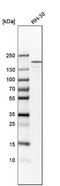 Rho Associated Coiled-Coil Containing Protein Kinase 2 antibody, NBP1-86124, Novus Biologicals, Western Blot image 
