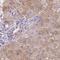 Sphingomyelin phosphodiesterase 4 antibody, NBP2-33567, Novus Biologicals, Immunohistochemistry frozen image 