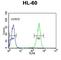 Keratin 9 antibody, abx033316, Abbexa, Western Blot image 