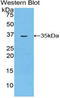 Myosin ID antibody, LS-C295502, Lifespan Biosciences, Western Blot image 