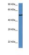 UPF0124 protein C13orf31 homolog antibody, orb325826, Biorbyt, Western Blot image 