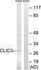 Chloride intracellular channel protein 3 antibody, LS-C119848, Lifespan Biosciences, Western Blot image 
