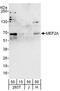 Myocyte Enhancer Factor 2A antibody, A303-531A, Bethyl Labs, Western Blot image 