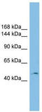 Ribeye antibody, TA339753, Origene, Western Blot image 