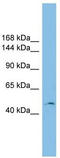 C-terminal-binding protein 2 antibody, TA339753, Origene, Western Blot image 