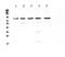 Renal NAD(P)H-oxidase antibody, A00403, Boster Biological Technology, Western Blot image 