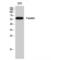 Paxillin antibody, LS-C385391, Lifespan Biosciences, Western Blot image 