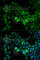 Thymidine Kinase 1 antibody, A5612, ABclonal Technology, Immunofluorescence image 