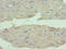 WD Repeat Domain 77 antibody, LS-C379216, Lifespan Biosciences, Immunohistochemistry paraffin image 