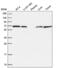 Component Of Oligomeric Golgi Complex 8 antibody, NBP2-58437, Novus Biologicals, Western Blot image 