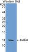 Single Ig And TIR Domain Containing antibody, LS-C299653, Lifespan Biosciences, Western Blot image 