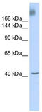 TATA-Box Binding Protein Associated Factor 1 antibody, TA330560, Origene, Western Blot image 